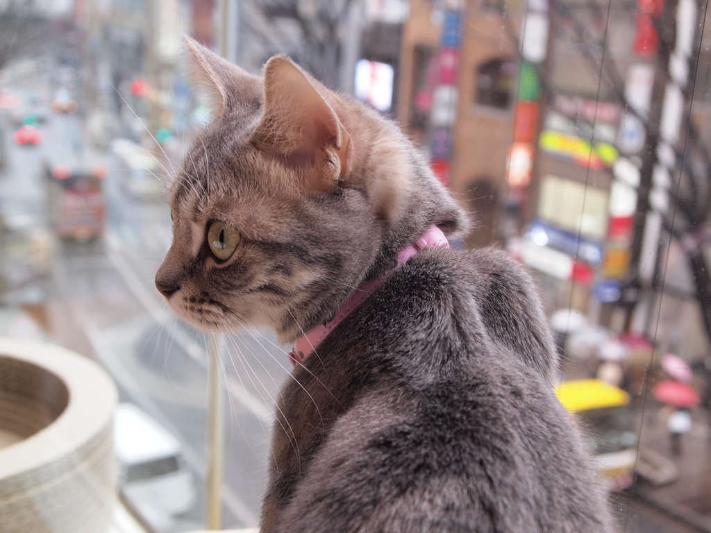 猫カフェ　街と猫