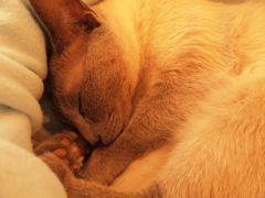 猫カフェ　すやすや