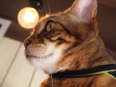 大宮　猫カフェ⑨横顔