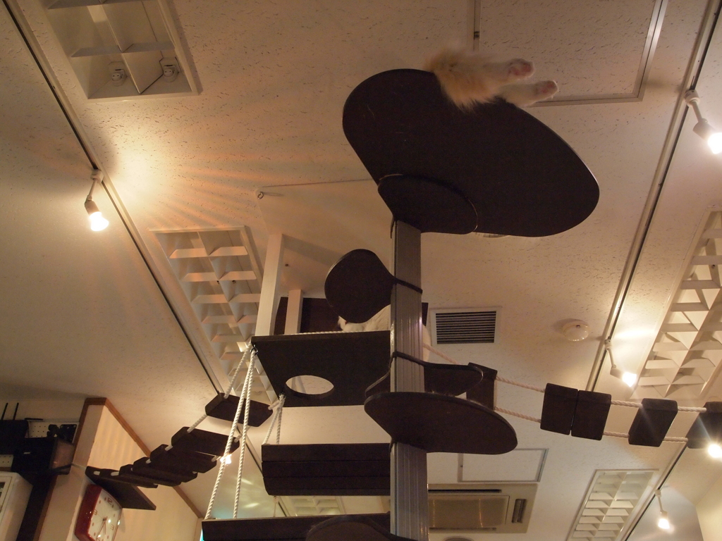 猫カフェ⑲　飛び出てます