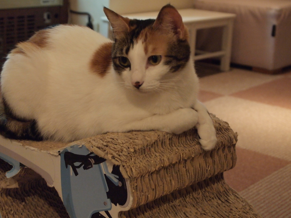 猫カフェ⑳　特等席