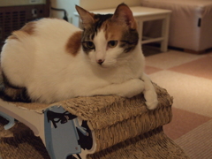 猫カフェ⑳　特等席