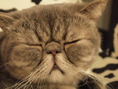 猫カフェ⑧癒し