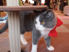 猫カフェ⑥蝶ネクタイ