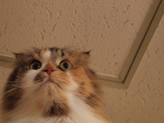 猫カフェ⑭どーん