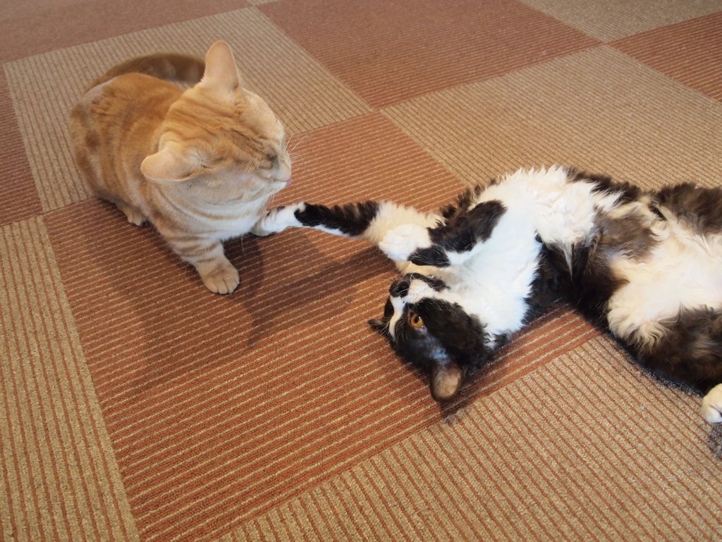 大宮　猫カフェ⑥先制パンチ