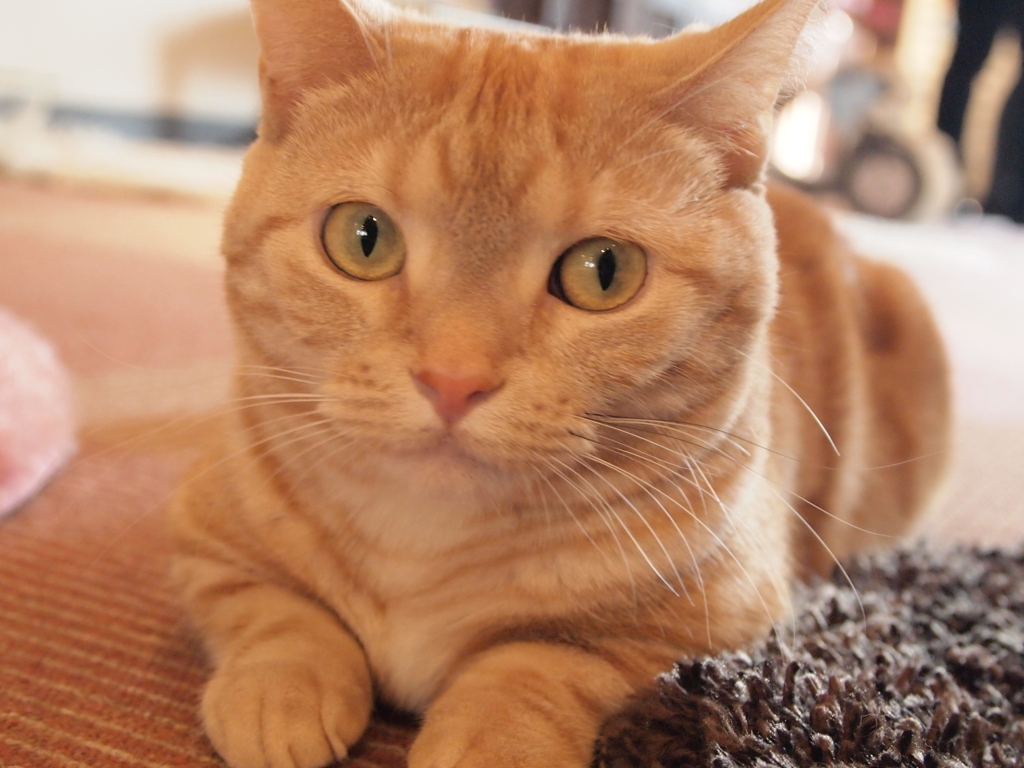 大宮　猫カフェ⑤何？