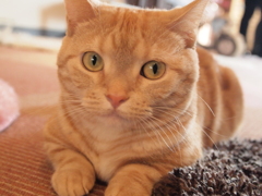 大宮　猫カフェ⑤何？