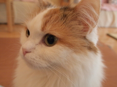 猫カフェ　ふわふわ