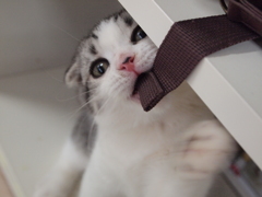 猫カフェ①子猫