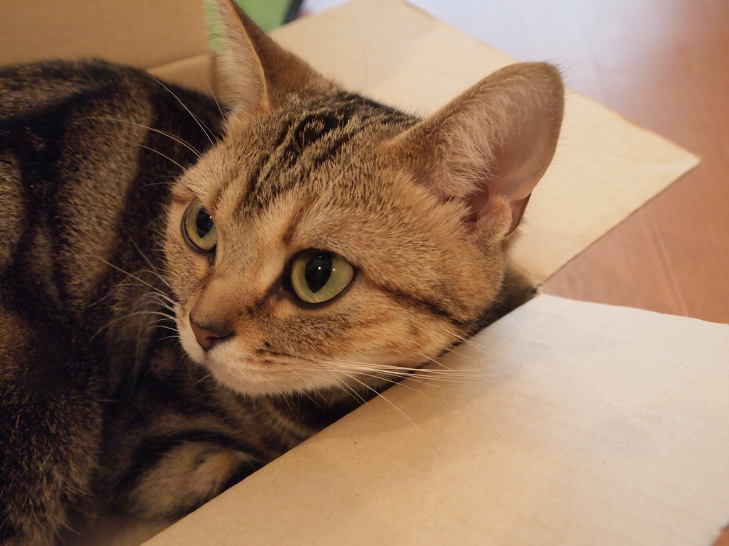 猫カフェ　お気に入り