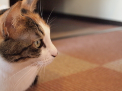 大宮　猫カフェ⑪横顔２