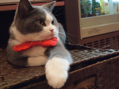 猫カフェ⑮　靴下