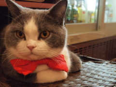 猫カフェ⑩キリッ