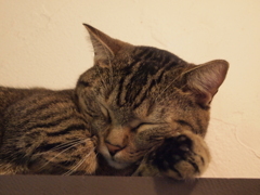 猫カフェ⑤こっちでも・・・