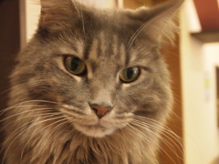 猫カフェ⑫やっぱり・・・