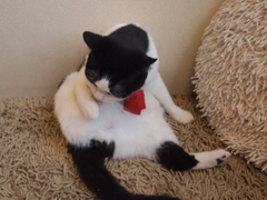 大宮　猫カフェ⑲舞台裏