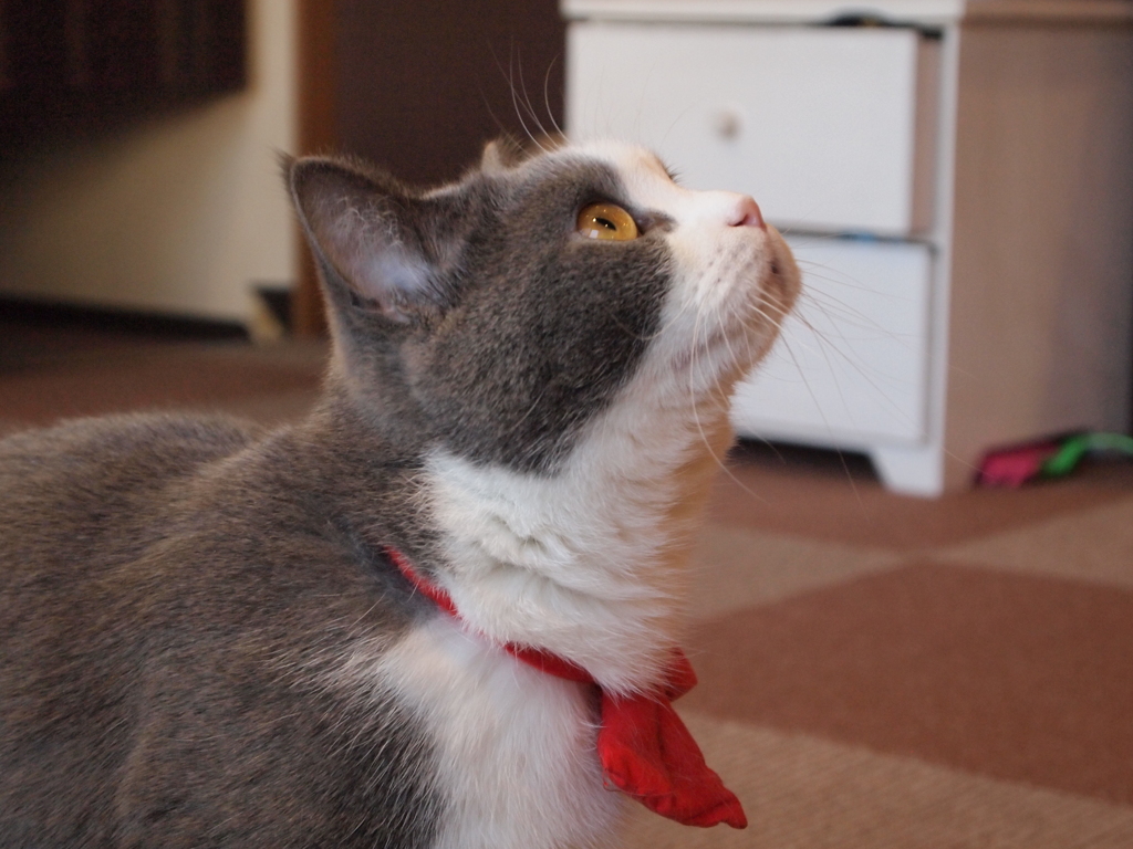 猫カフェ⑱　じー