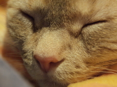 猫カフェ⑦嬉しい悩み