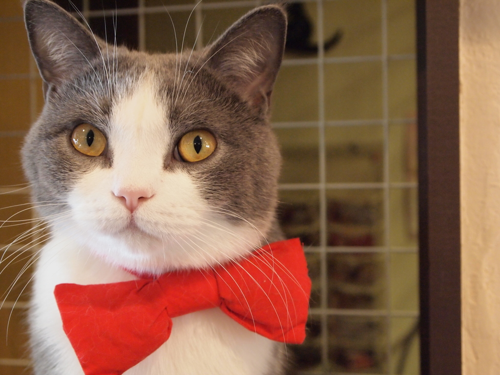 大宮　猫カフェ⑫カメラ目線