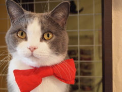 大宮　猫カフェ⑫カメラ目線