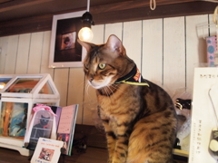 大宮　猫カフェ⑧売り物？