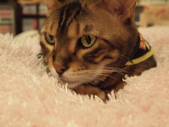 猫カフェ21　目力