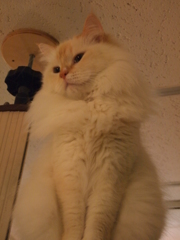 猫カフェ⑪オーラ