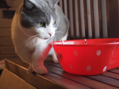 猫カフェ④ちょっと邪魔そう？