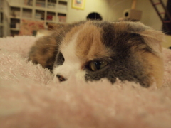 猫カフェ⑬もふもふ