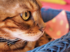 大宮　猫カフェ⑱琥珀色