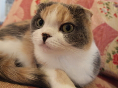 大宮　猫カフェ⑭くりくり