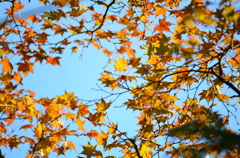 黄紅葉