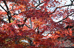 赤紅葉