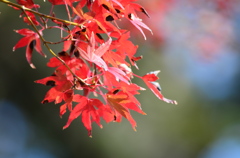 紅葉