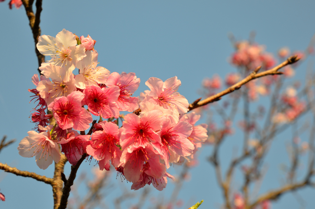 緋寒桜