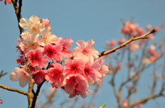 緋寒桜