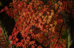 単焦点の紅葉