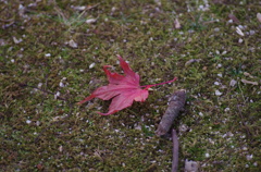 落ちた紅葉