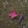 落ちた紅葉