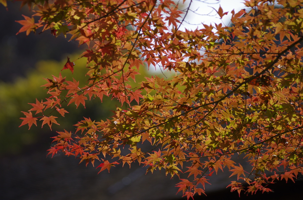 ズームレンズの紅葉