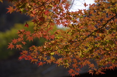 ズームレンズの紅葉