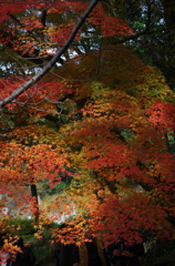 紅葉のカーテン＠70mm