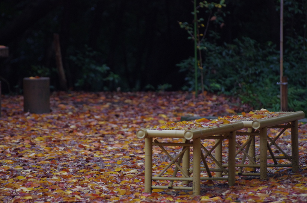 足元に広がる紅葉