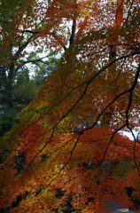 紅葉のカーテン＠35mm