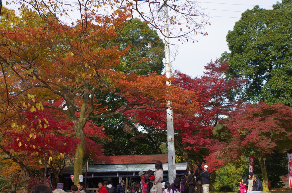 紅く染まった茶屋周辺