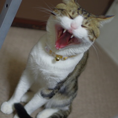 ふにゃ～～ん