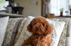 もじゃ犬