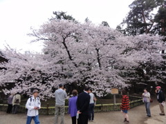 弘前公園　日本最古のソメイヨシノ