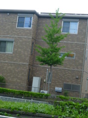 まっすぐに